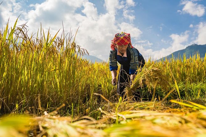 Trekking In Mu Cang Chai Tour 4 Days - Common Questions