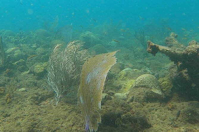 Tres Palmas Marine Reserve Snorkel With Free Photos and Videos  - Puerto Rico - Directions and Location