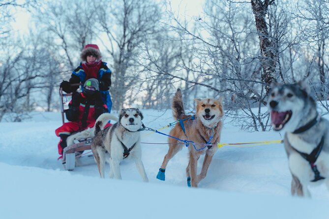 Tromso Guided Dogsledding Adventure - Gear Up and Explore the Forest
