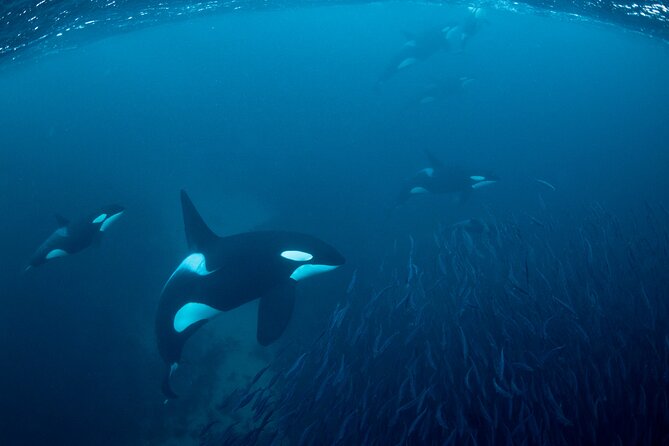 Tromso Oceanic Ballet: Orca Odyssey & Majestic Marine Ensemble - Spectacular Fjord Views and Whale Species