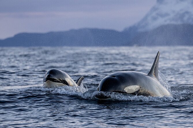 Tromsø: Skjervøy RIB Whale Watching Tour With Drinks & Snack - Tour Operator and Confirmation Process