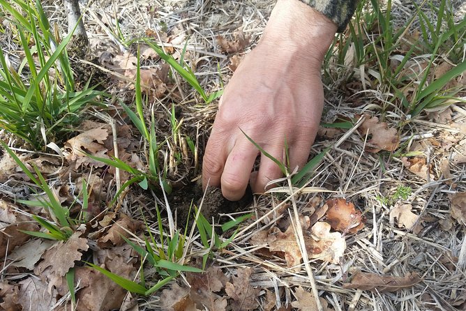 Truffle Hunt & Bio Lunch in Assisi - Winery Tour and Lunch