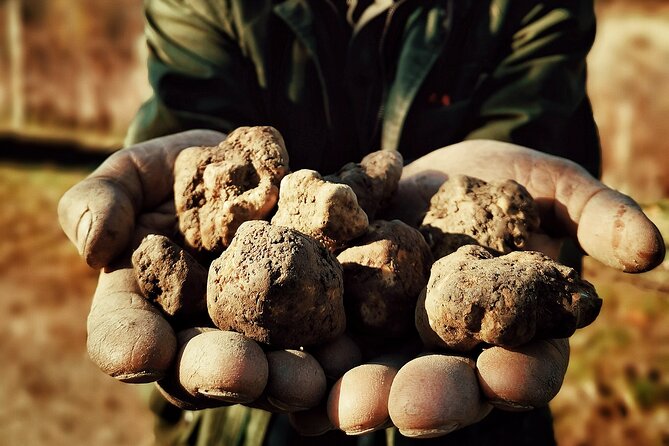 Truffle Hunting and Barolo Tasting Tour in the Alba Area - Customer Reviews