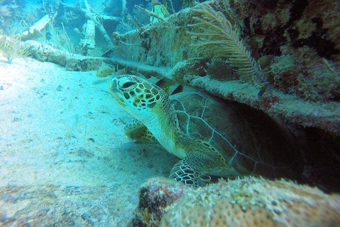 Try Scuba Diving With Professional Scuba Instructor - Exciting Marine Life Encounters