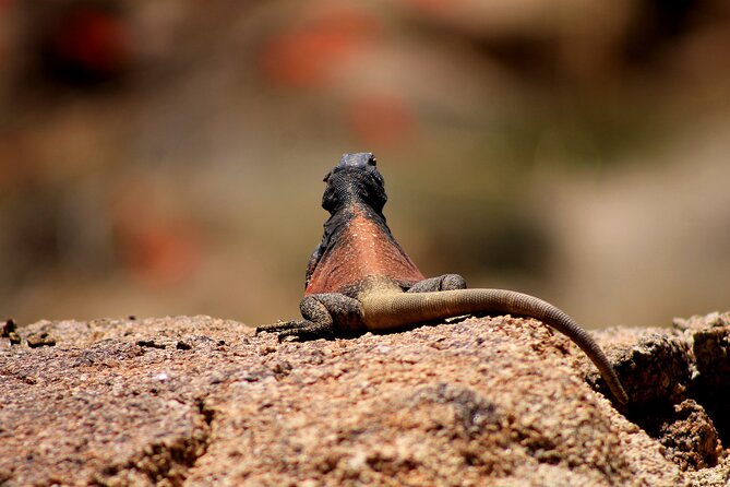 Tucson Interactive Scavenger Hunt  - Arizona - Traveler Photos and Reviews