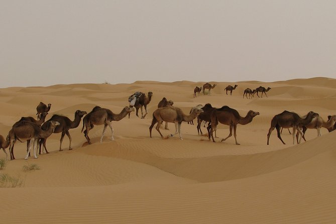 Tunisia Desert 7-Day Private Tour  - Djerba - Questions and Support