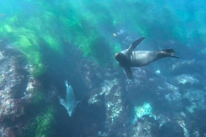 Two Hour Kayak and Snorkel Tour for Two in La Jolla - Cancellation Policy