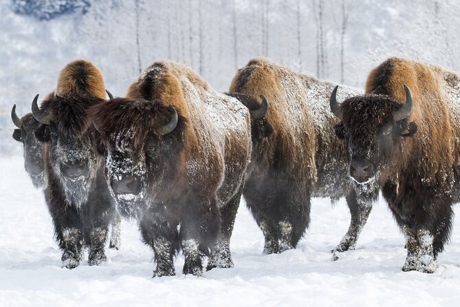 Ultimate Anchorage Winter Wildlife & Sunset Tour - Sunset Viewing