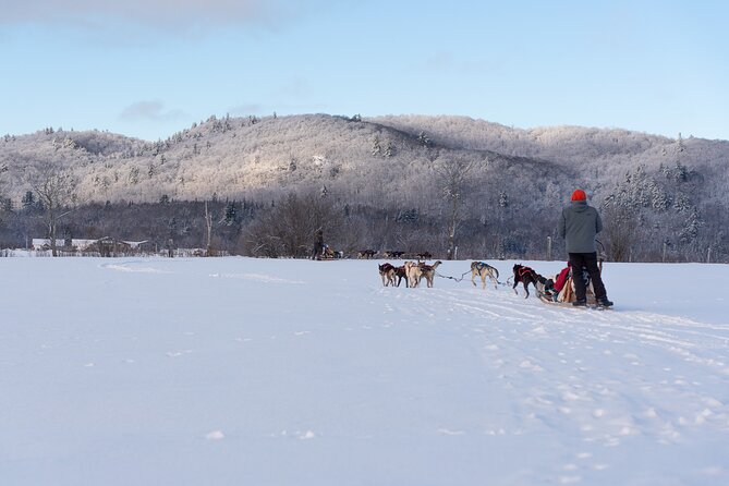 Ultimate Dog Sledding Tour - Day Trip From Ottawa & Gatineau - Breakdown of Ratings and Authenticity Checks