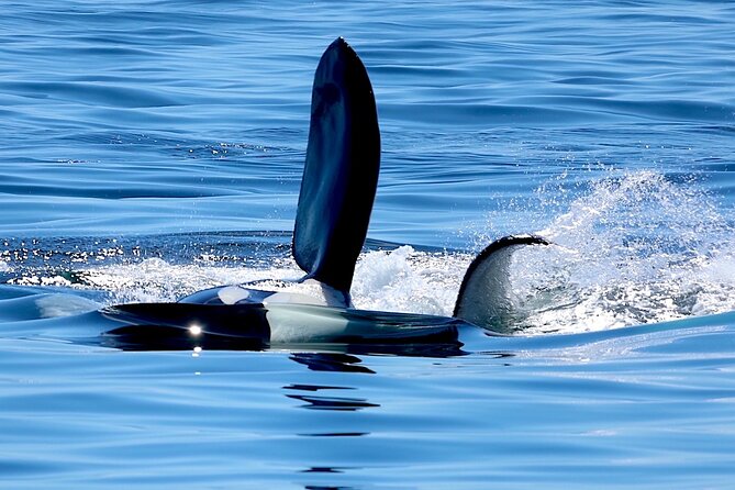 Ultimate Marine Whale & Wildlife Tour - Meeting and Pickup Information