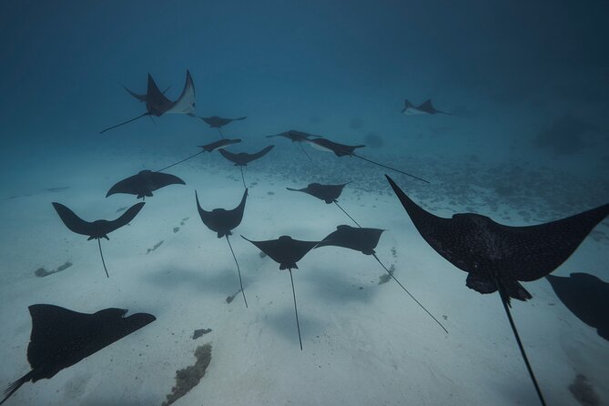 Unforgettable Lagoon Tour Around Moorea - Additional Information and Policies