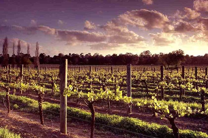 Upper Reach Winery: Swan Valley Winery and Vineyard Tour - Contact and Information
