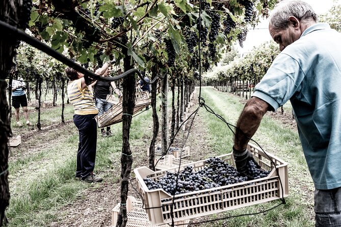 Valpolicella Wine Tasting Experience & Light Lunch - Scenic Views and Culinary Delights