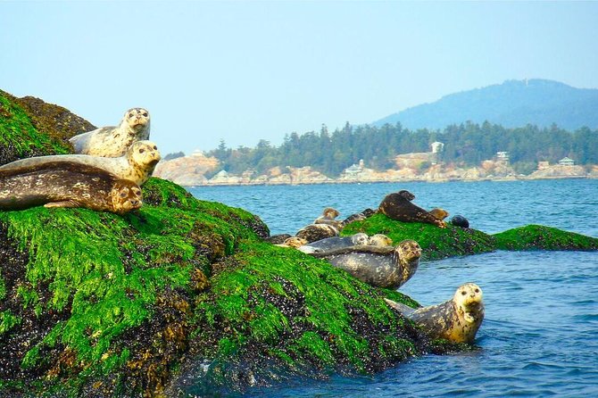 Vancouver City and Seals Scenic Boat Tour by Vancouver Water Adventures - What to Expect and Reviews