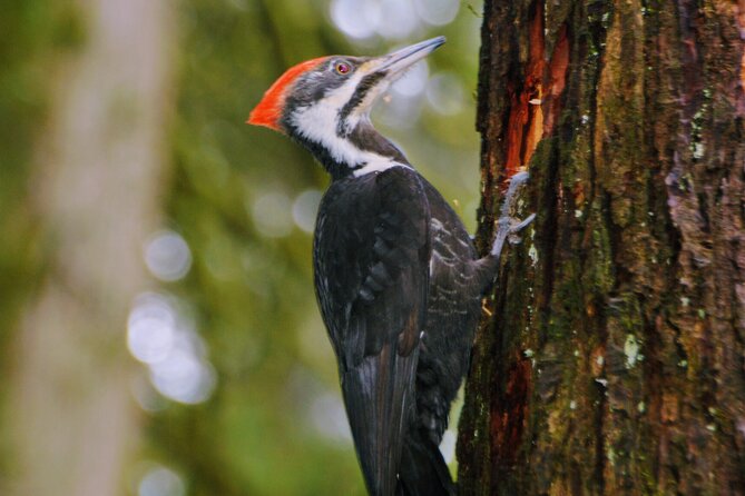 Vancouver Full Day Nature & Photography - Cancellation Policy
