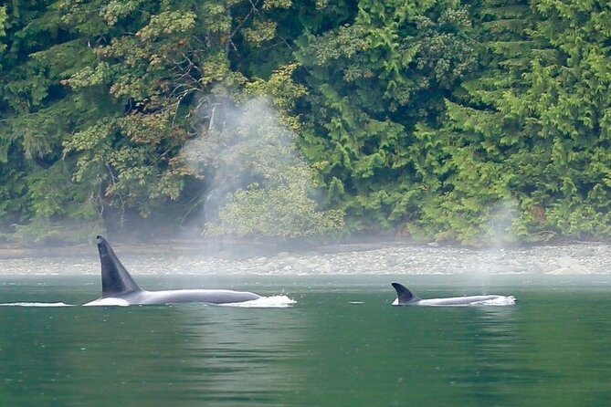 Vancouver Island Whales, Wildlife and Culture - Meeting and Pickup