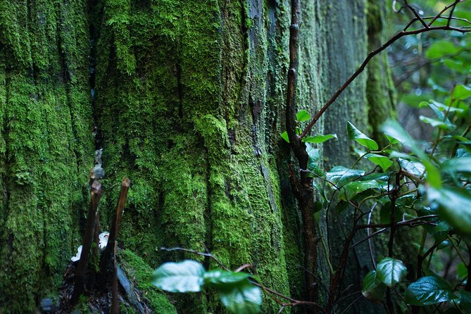 Vancouver Secrets of Stanley Park Walking Tour - Vancouver History and Landmarks
