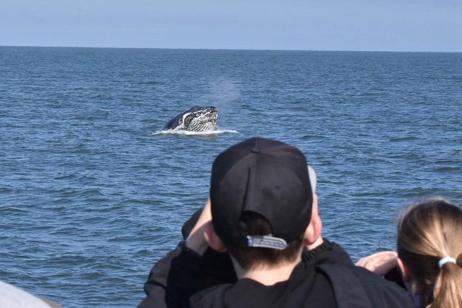 Vancouver Whale Watching Safari - Bookings and Availability
