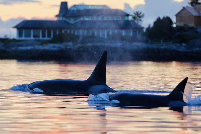 Victoria Sunset Whale-Watching Catamaran Sailing Tour - The Sum Up