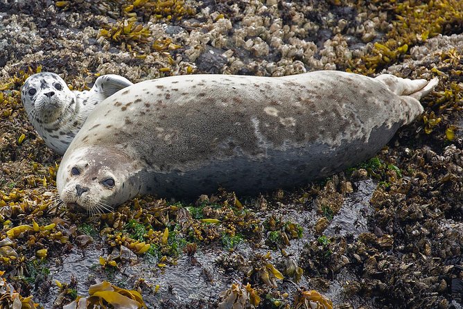 Victoria Whale and Wildlife Cruise - What To Expect