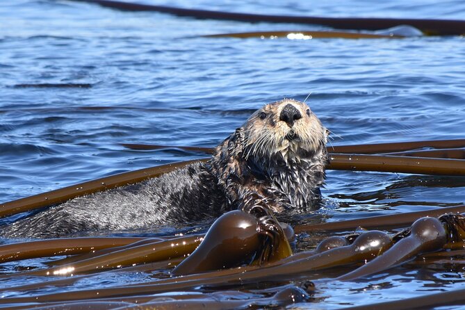 Victoria Whale Watch Tour - Unforgettable Trip and Customer Testimonials