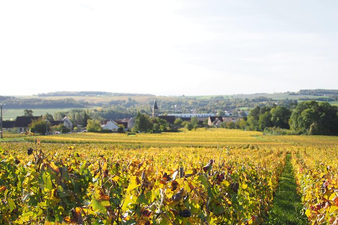 Vineyard Walking Tour & 2 Champagnes Tasting - Common Questions