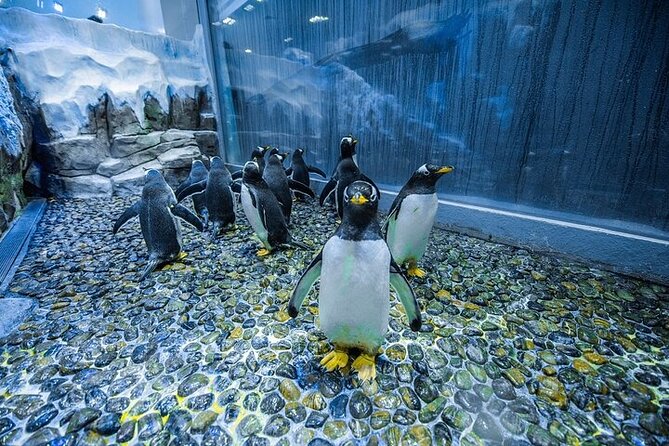 VIP Experience Dubai Aquarium & Underwater Zoo-As per Selection - Traveler Reviews