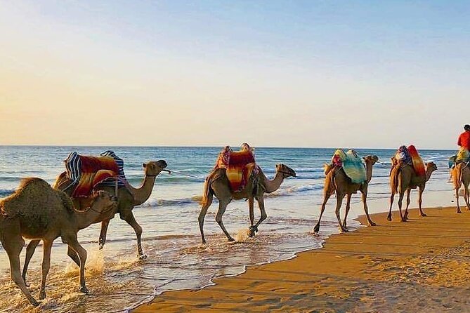 Vip Full Day Private Tangier Tour From Malaga All Inclusive - Itinerary and Highlights
