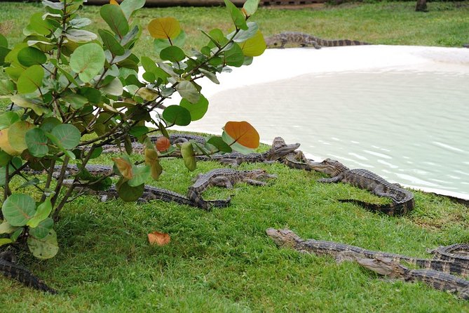 VIP Private Airboat Tour - Viator Help Center