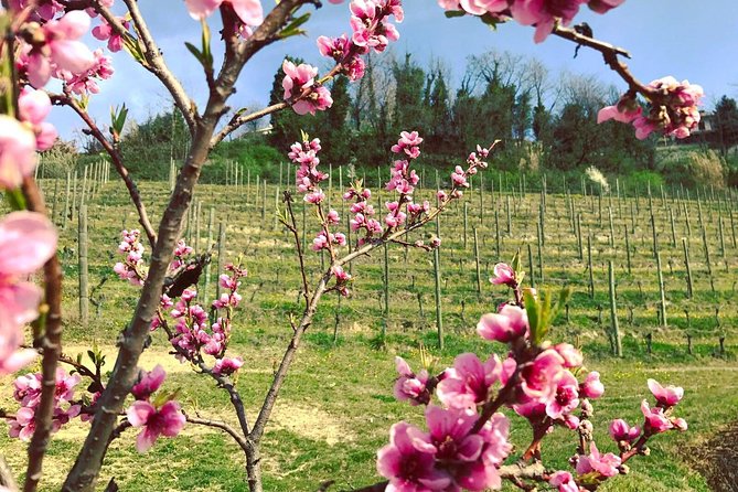 Visit Among Vineyards and Wine Cellar With Wine Tasting in Nizza Monferrato - Meeting and Pickup