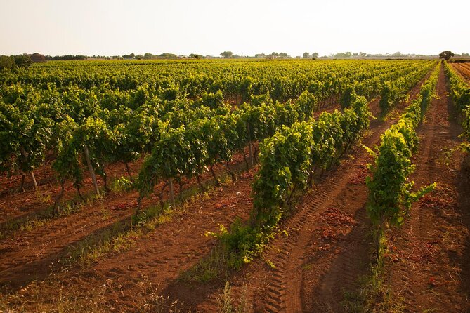 Visit to a Winery in Salento With Wine Tasting and Light Lunch. From Lecce - Wine Production Process