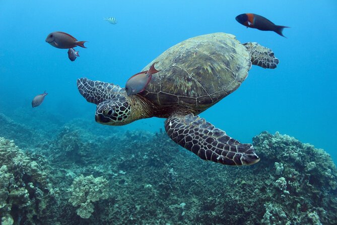 Waikiki Turtle Canyon Snorkel With Lunch and Hula Dancing - What to Expect During the Tour