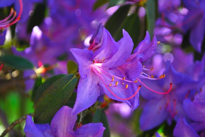 Walking Tour With a Private Tour Guide in the Botanical Gardens of Villa Taranto - The Sum Up
