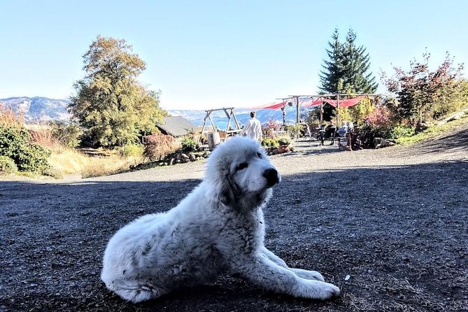 Waterfalls & Wine Tour-Multnomah Falls,Vineyards,Hood River Combo - Scenic Stops and Waterfalls