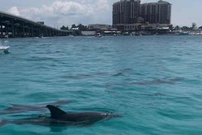 Waverunner Dolphin Tour - Additional Information