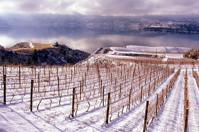 West Kelowna Wine Tour - Classic - 6 Wineries - Oldest Vineyards in Rolling Hills