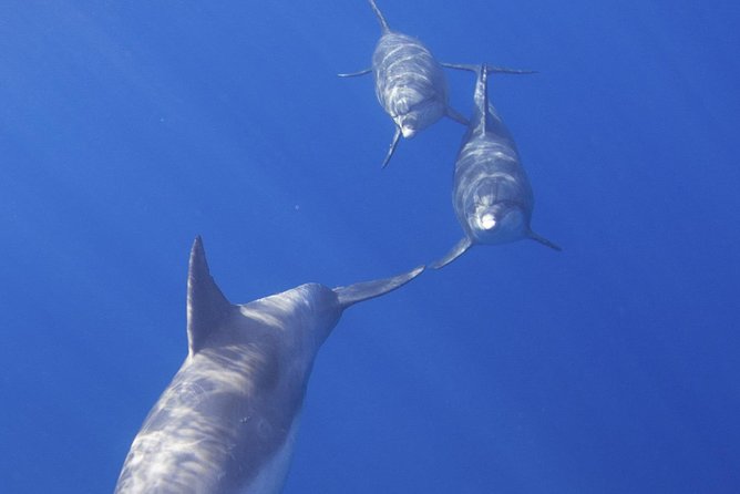 West Oahu Hawaiian Green Sea Turtle, Dolphin Snorkel Sail W Lunch - Additional Information