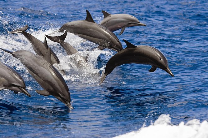 West Oahu Whale-Watching Excursion - Find Your Way to the West Oahu Whale-Watching Tour