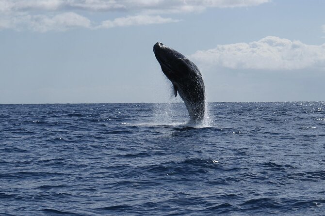 Whale and Dolphin Watching Tour From Funchal - Cancellation Policy Details