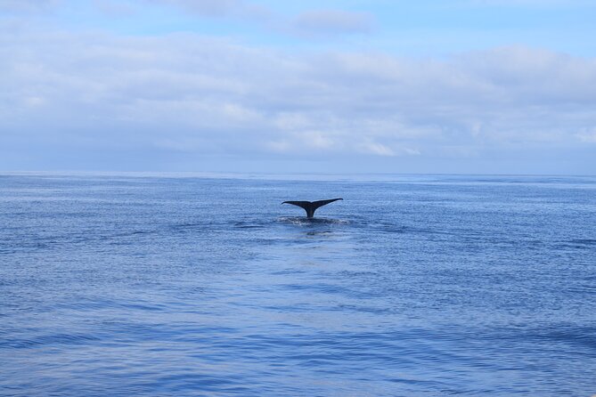 Whale and Dolphin Watching Tour in Madeira - Traveler Photos and Featured Review