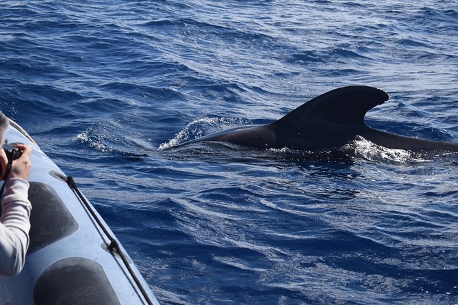 Whale, Dolphin and Turtles Watching - Additional Information for Travelers