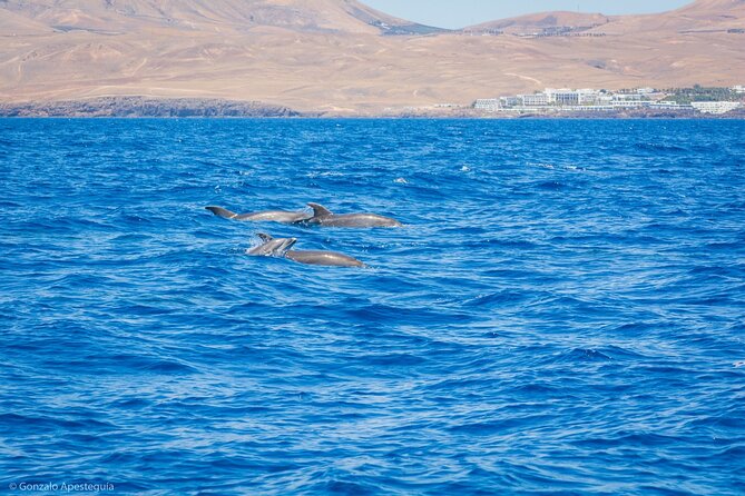 Whale & Dolphin Observation on Silent Catamaran With Hydrophone - Experience