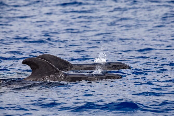 Whale & Dolphin Watching in Madeira - Safety Guidelines and Precautions