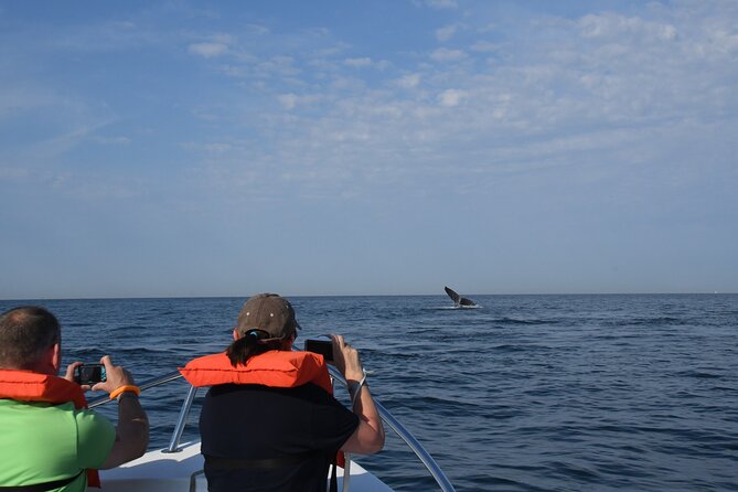 Whale Research Adventure - Leaded by Marine Biologist. - Traveler Photos and Reviews