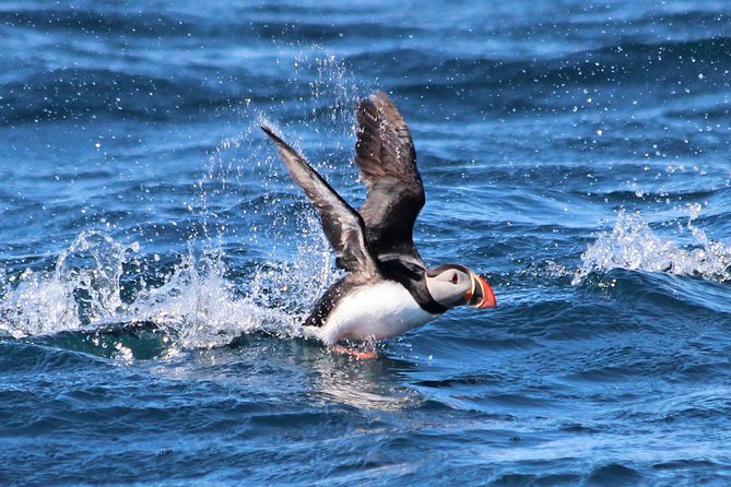 Whale Safari and Puffins RIB Boat Tour From Húsavík - Traveler Photos and Reviews