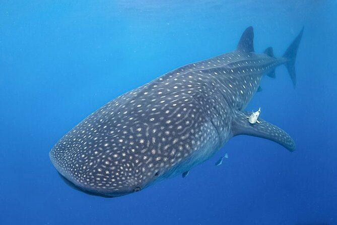 Whale Shark Encounter Swim Adventure With Local Marine Biologist! - Pricing and Terms