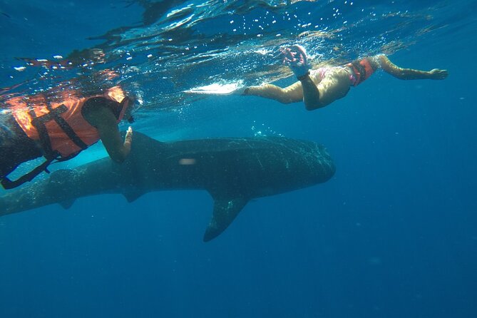 Whale Shark Tour From Holbox Island - Meeting and Pickup