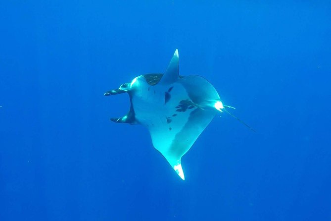 Whale Tour - Observe and Swim With Whales - Customer Experiences and Testimonials