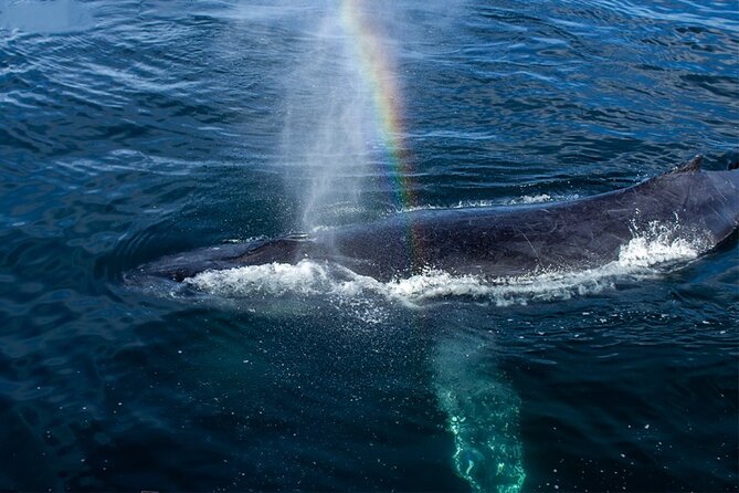 Whale Watching Adventure In Puerto Vallarta - What To Expect