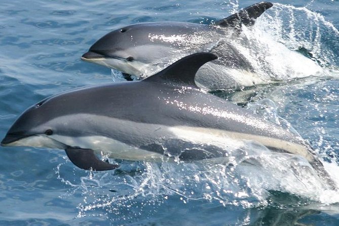 Whale Watching and Dolphin Spotting Cruise - Abundance of Dolphins and Whales